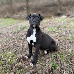 Female 2 - Brindle female Boxer puppy in Prestonsburg, Kentucky from Bre’s Boxers