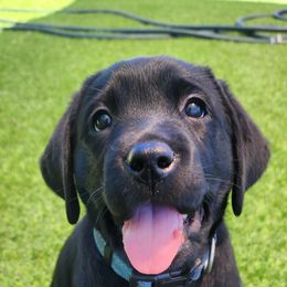 Labrador Retriever Puppies from Steele Caliber Retrievers