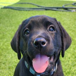 Labrador Retriever Puppies from Steele Caliber Retrievers