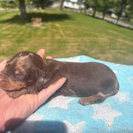 2 PAC - Dapple male Dachshund puppy in Richwood, West Virginia from Wild and Wonderful Wieners