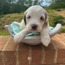Cottontail - Parti male Goldendoodle puppy in Taylorsville, North Carolina from Doggone Dixie Doodles