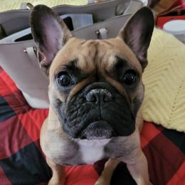 French Bulldogs from Amy's Frenchies