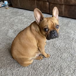Maya - French Bulldog