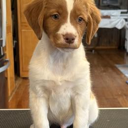 Yellow boy- Aero - Orange and white male Brittany puppy in Chehalis, Washington from Black River Brittany’s