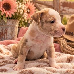 Harley Quinn - Blue female American Bully puppy in El Paso, Texas from PaPaws Gotta Love It Kennels