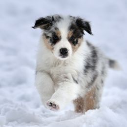 Australian Shepherd, Miniature American Shepherd, Miniature Australian Shepherd, and Toy Australian Shepherd Puppies from Painted Blue Aussies