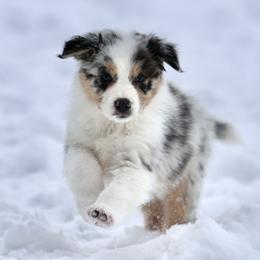 Australian Shepherd, Miniature American Shepherd, Miniature Australian Shepherd, and Toy Australian Shepherd Puppies from Painted Blue Aussies
