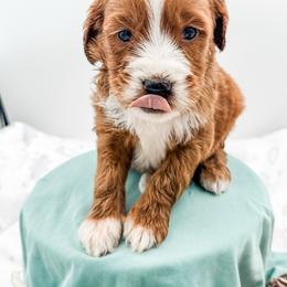 Myrtle - Red  male Goldendoodle puppy in Belton, South Carolina from Poodley Doodley Doo