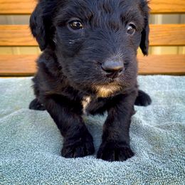 Bernedoodle and Siberian Husky Puppies from Timberline Paws