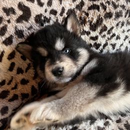 Pomsky and Siberian Husky Puppies from Osiris’s Siberians & Pomskies