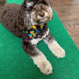 Australian Labradoodle Puppies from Charlotte Labradoodles