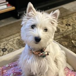 Mi-Kis and West Highland White Terriers from Cricket Hill’s Westies and Shekinah’s Mi-Kis