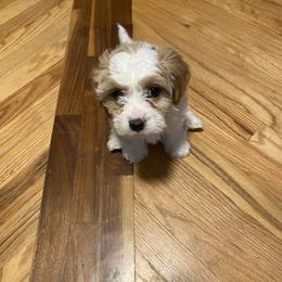 Boy 3 - Blenheim male Cavachon puppy in Pocatello, Idaho from Sarah's Cavachons & King Charles Cavalier Spaniels