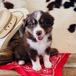 'Marian' PENDING - Red tri-color female Australian Shepherd puppy in Durand, Wisconsin from Larson’s Legacy Aussome Aussie Kennels