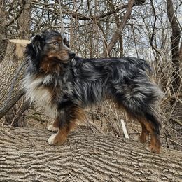 Curly - Miniature Australian Shepherd