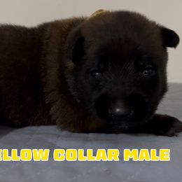 Yellow Collar Male - Red sable male Belgian Malinois puppy in Palmyra, Maine from Maine Working Dogs