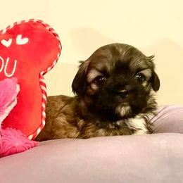 French Bulldogs and Shih Tzus from Kale’s Shih Tzu’s