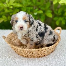Tyson - Merle male Bernedoodle puppy in Bremen, Indiana from Farmland Doodles