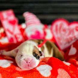 Smart - Red and white male Bulldog puppy in Villa Rica, Georgia from Red Clay Bullies
