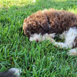 Zepplin - Red tri-color Aussiedoodle puppy in Blackfoot, Idaho from Lucky Pup Meadows