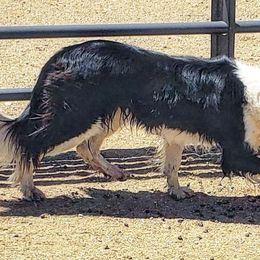 Border Collies from Fásach Border Collies