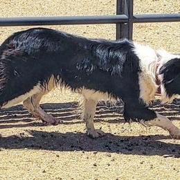 Border Collies from Fásach Border Collies