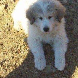 Cocker Spaniel and Great Pyrenees Puppies from Maple Way