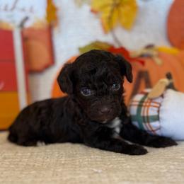 Nutmeg - Brown female Poodle puppy in Caldwell, Idaho from Leila Pearson