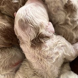 Australian Labradoodle, Bernedoodle, Double Doodle, Goldendoodle, and Poodle Puppies from Karlas Pet Rendezvous