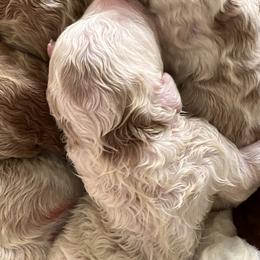 Australian Labradoodle, Bernedoodle, Double Doodle, Goldendoodle, and Poodle Puppies from Karlas Pet Rendezvous