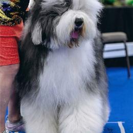 Boy 3 - male Old English Sheepdog puppy in Tulsa, Oklahoma from Yadah Sheepdogs