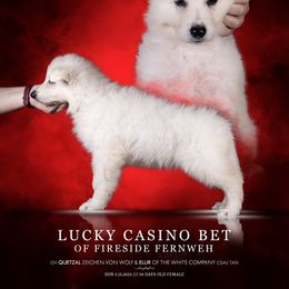 Lucky Casino Bet of Fireside Fernweh - White female Berger Blanc Suisse puppy in Chestnut, Illinois from Fireside Fernweh