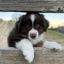 Miniature Australian Shepherds from Auburn's Awesome Aussies