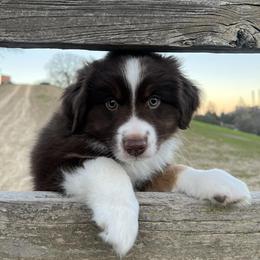 Miniature Australian Shepherds from Auburn's Awesome Aussies