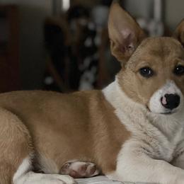 Pembroke Welsh Corgis from Ricochet Corgis
