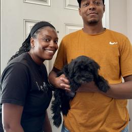 Miniature Schnauzer Puppies from Miniature Schnauzers of Delmarva