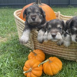 Miniature Schnauzer Puppies from Miniature Schnauzer Paradise llc