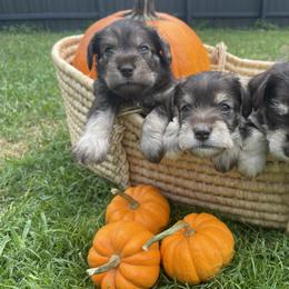 Miniature Schnauzer Puppies from Miniature Schnauzer Paradise llc
