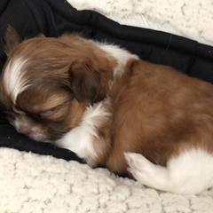 Mi-Ki Puppies from Orlando Mi-Kis