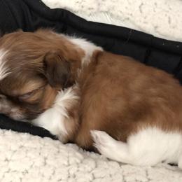 Mi-Ki Puppies from Orlando Mi-Kis