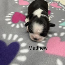 Matthew - Black and white male Shih Tzu puppy in Conway, Missouri from Hillside Loop Kennel LLC
