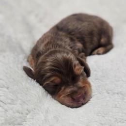 Rio - Dapple male Dachshund puppy in Anaconda, Montana from Montana Country Dachshunds