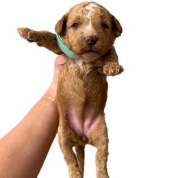 Teal Girl - Apricot female Goldendoodle puppy in Hot Springs, Arkansas from Hot Springs Kennels