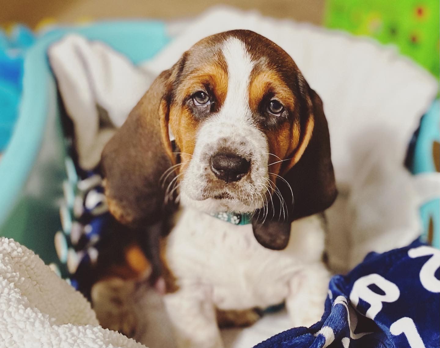 Basset Hound puppy on blankets 