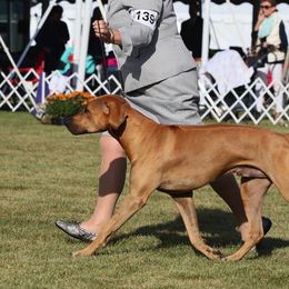 Rhodesian Ridgebacks from Rifrug Rhodesian Ridgebacks