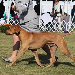 Rhodesian Ridgebacks from Rifrug Rhodesian Ridgebacks