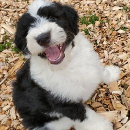Scout - Black and white male Sheepadoodle puppy in Bellevue, Iowa from Fluffy Wonders Poms and Doodles