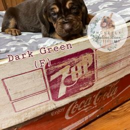 Bloodhound Puppies from McNeely Saline River Bloodhounds