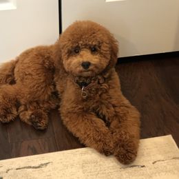 Poodle Puppies from Klaus Poodles
