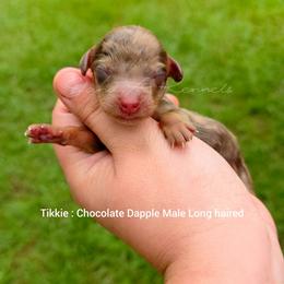 Tikkie - Dapple male Dachshund puppy in Quitman, Mississippi from S-and-A Kennels